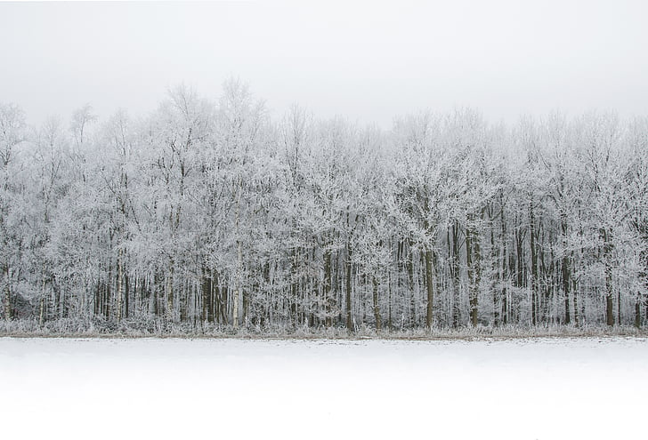 alb, zăpadă, pădure, iarna, rece, gheata, natura