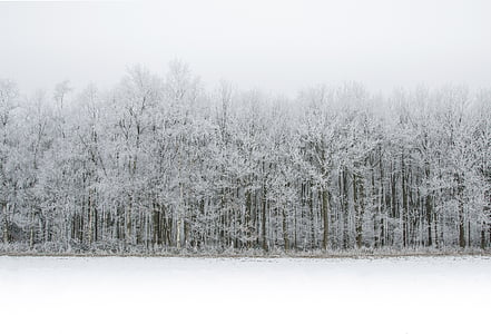 білий, сніг, ліс, взимку, холодної, лід, Природа