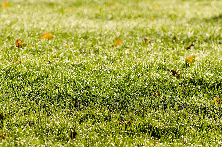 трава, ранок, фоновому режимі, краплі, НД, Sunshine, Грін
