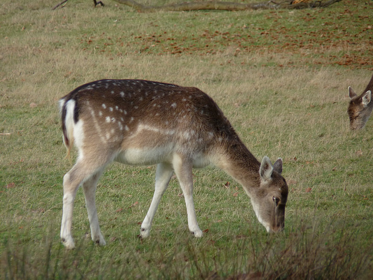 trẻ deer, chăn thả, động vật hoang dã, động vật, màu nâu, hươu, trẻ