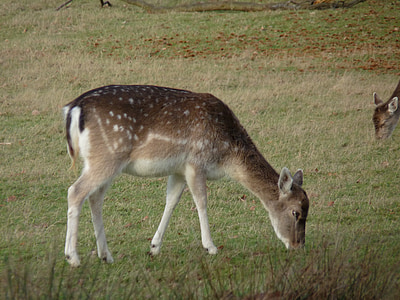 young deer, grazing, wildlife, animal, brown, deer, young