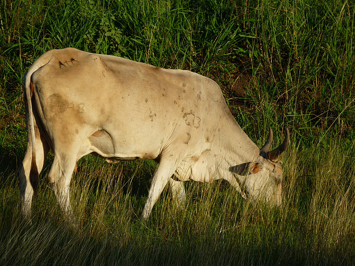 Куба, Солнце, праздник, Корова, крупный рогатый скот, трава, ферма