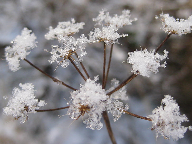 frost, flower, seed head, ze, plant, winter, cold