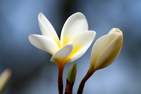 Frangipani, pètal, flor, natura, blanc, tropical, floral