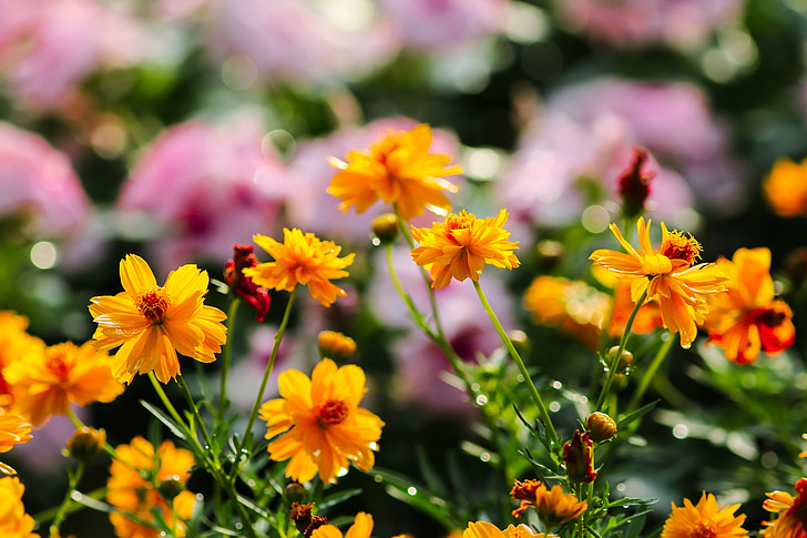 bunga Marigold, bunga, jenis kayu, Taman damai, latar belakang