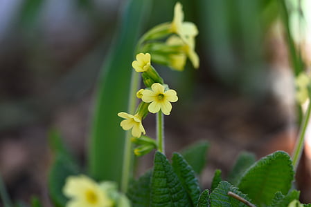 cowslip, yellow, flower, plant, flowers, pointed flower, spring flower