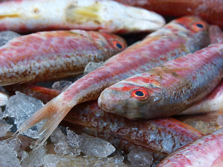 Crveni cipal, bijela riba, riba, Molls, Rogers