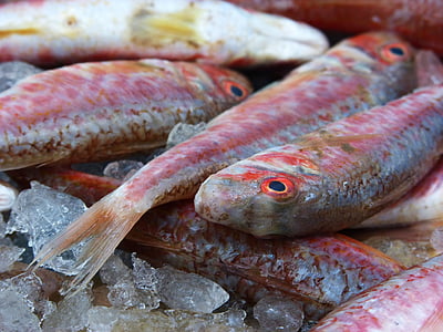 red mullet, white fish, fish, molls, rogers
