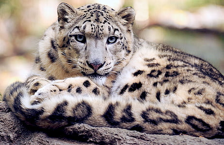 Snow leopard, liggande stirrar, marken, tittar just nu, Feline, stora, katt