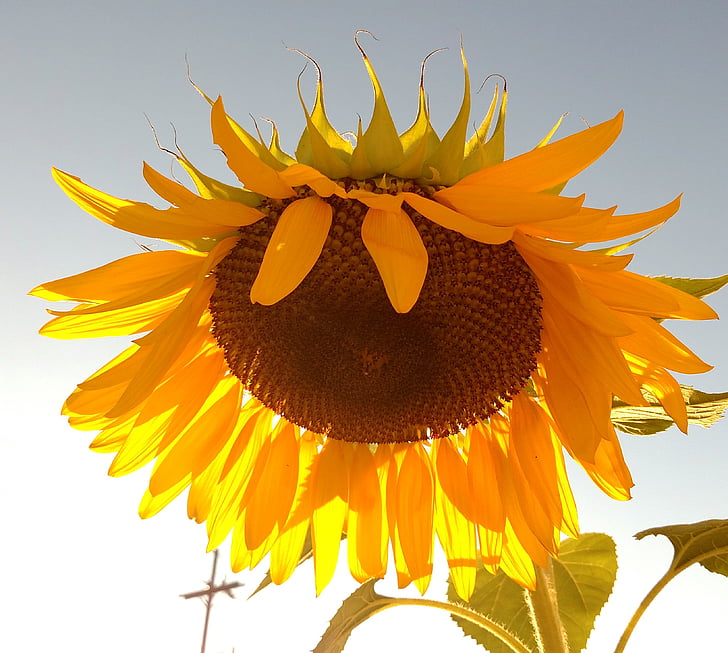 Sun flower, blomma, gul, solros, naturen, sommar, jordbruk