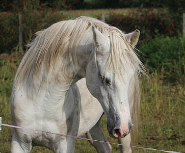 stallion, horse, mold, thoroughbred arabian, horse head, pasture, arabs