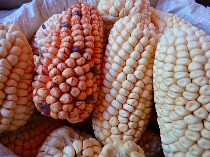 corn, maize varieties, cereals, food, colorful mais, peru, vegetable