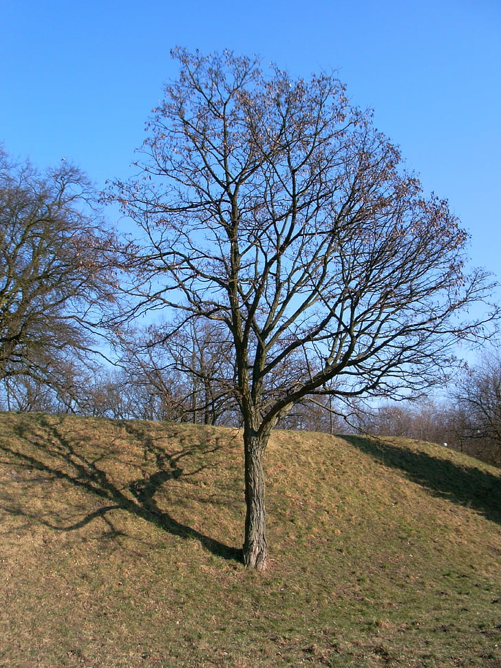 tree, nature, field