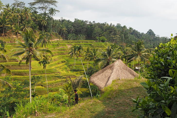 Bali, ryžių, lauko