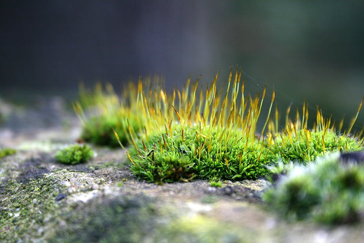 Moss, makro, sten, natur, grøn farve, Lichen, close-up