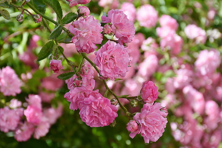naik, merah muda, bunga mawar, Floribunda, wangi, Cantik, warna-warni