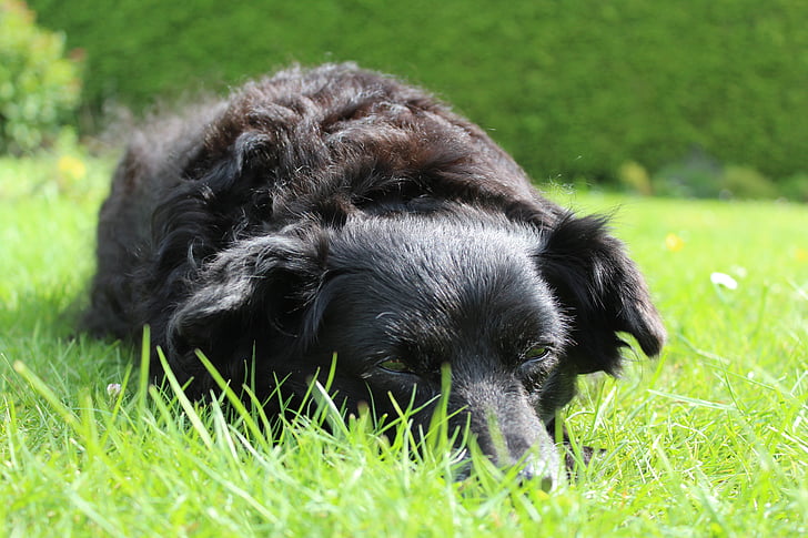pes, črna, živali, hibrid, leži, leni, poletje