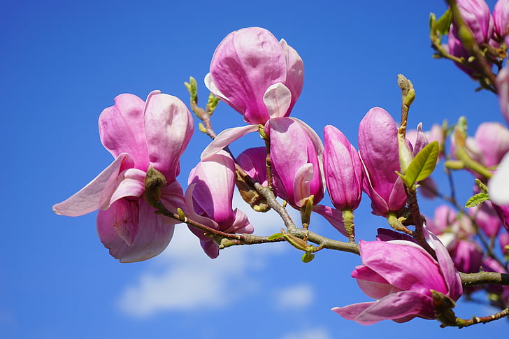 Bloom, Blüte, Flora, Blumen, Magnolia blossom, Natur, Anlage