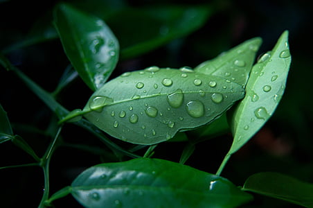 lemon, leaf, dew, green leaves, foliage, nature, water