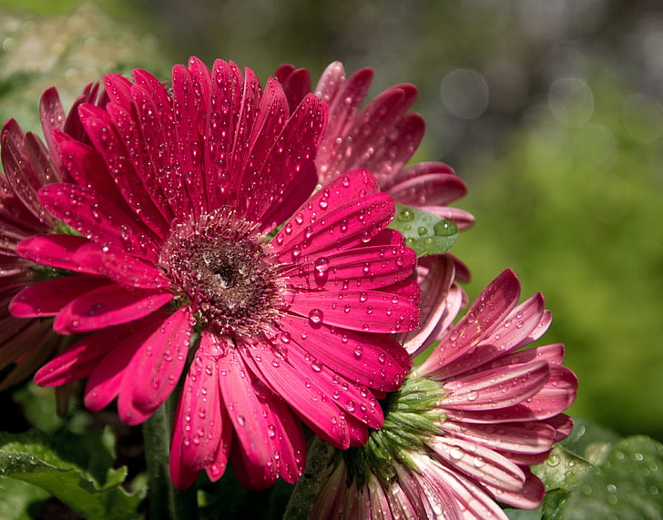 transvaal daisy, gerbera, pink, purple, flower, magenta, sunny