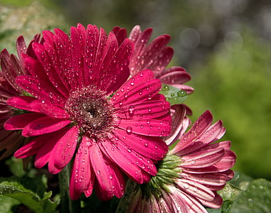 transvaal daisy, gerbera, pink, purple, flower, magenta, sunny