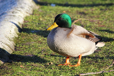 duck, mallard, bird, water bird, drake, males