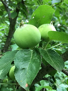 Apple, άνοιξη, πράσινο, φύση, δέντρο, φρούτα, τροφίμων