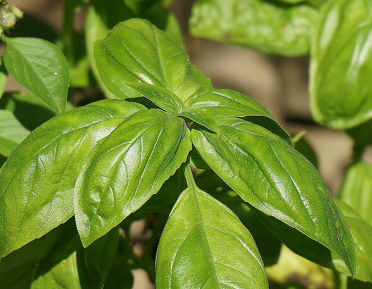 basil, culinary herb, herb, fresh, garden, nature, cooking