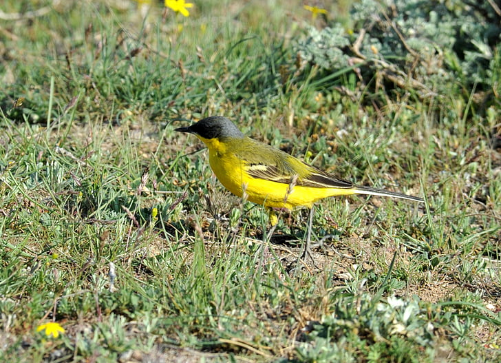 Finch, gele sparrow, vogel, gele staart treiteren, vriend, immigrant, wild leven