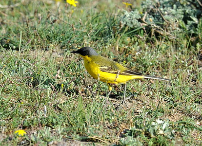 Finch, gul sparrow, fuglen, gul hale spotter, venn, innvandrer, dyreliv