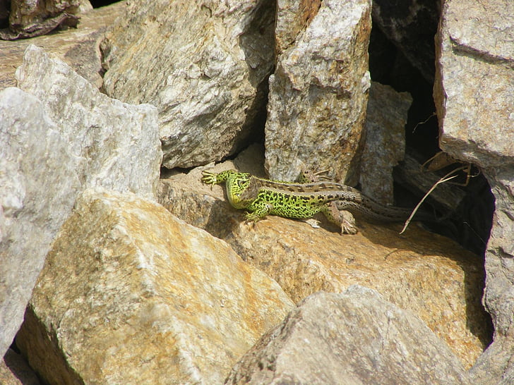 lizard, animals, nature, sand lizard, green, reptile, cold blooded animals
