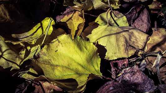 autunno, foglie, caduta, natura, giallo, stagione, foglie di autunno