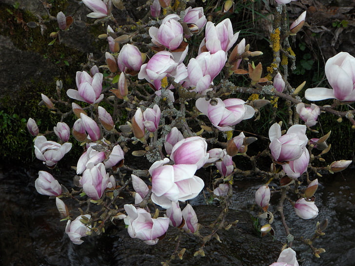 Magnolia, Bloom, lilled, roosa, Bush, taim, õis