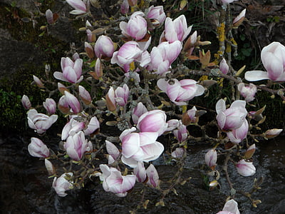 magnolia, bloom, flowers, pink, bush, plant, blossom