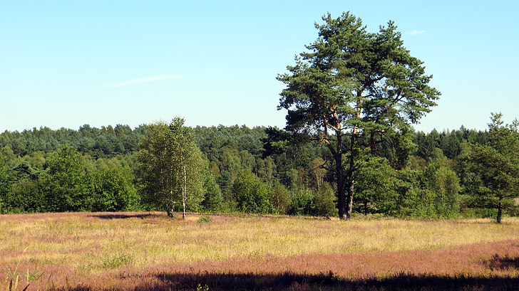 Люнебургското поле, Heide, Хедър цветове, растителна, пейзаж, природата, цветя