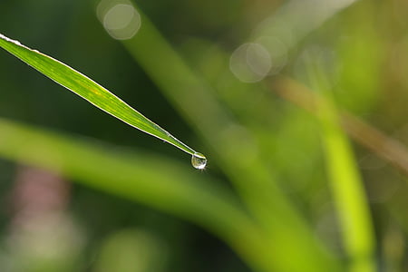 a drop of, grass, rosa, blade, macro, green, meadow