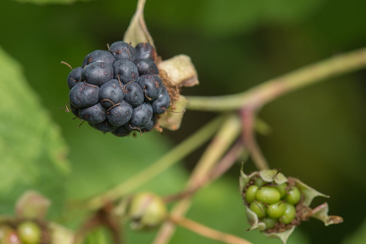 blackberry, fruit, vegetable, food, nature, summer