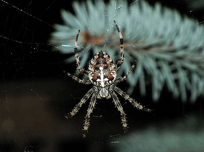 Spinne, Araneus, Natur, Nacht