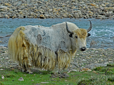 Yak, animal, Tibet, herbe, nature, Agriculture, ferme