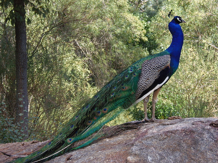 Peacock, Linnut, värikäs, eläimet