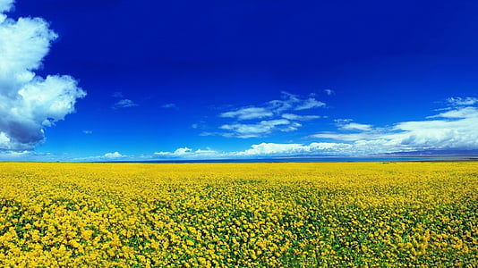 landscape, flowers, blooming, blossoms, yellow, agriculture, crop