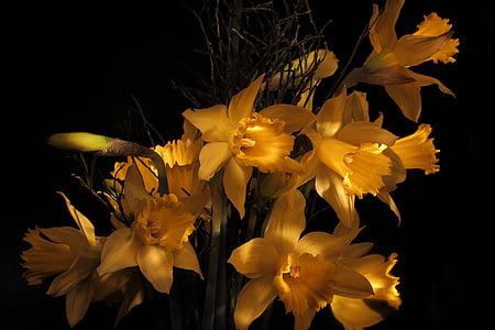 narcissus, daffodil, spring, narcissus pseudonarcissus, easter, nature, blossom