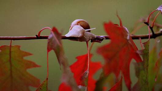 slimáky, listy, červená, jeseň, dážď, Príroda, Shell