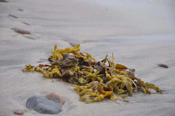 Fucus, Глон, плаж, море, brunatnice