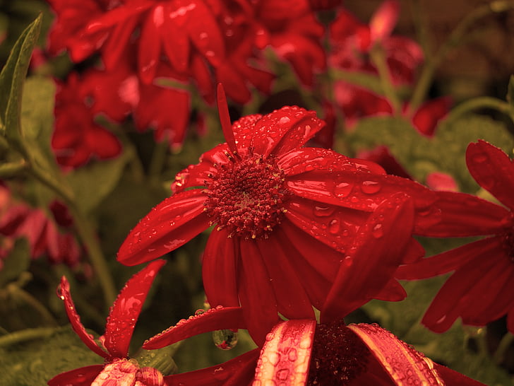 flower, red, drip, nature, plant, summer, petal