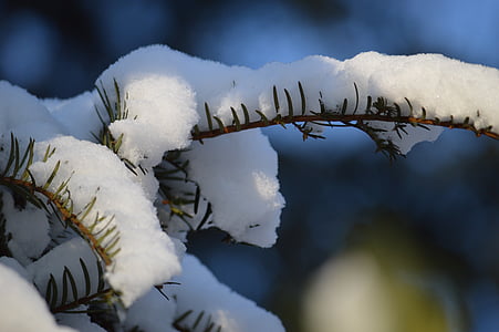 countryside, plant, nature, snow, pine, winter, frost