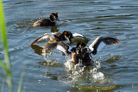great crested grebe, water bird, balz, water, courtship fights, nature, waters