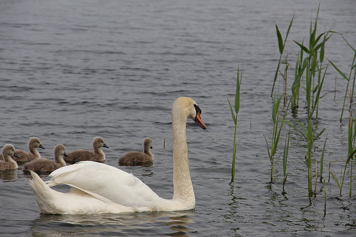 Swan, natura, animale, pasăre de apă, mândria, lebădă tânără, copilul lebede