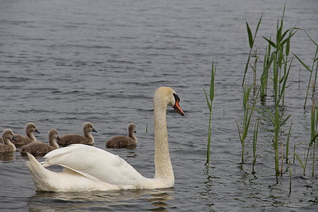 swan, nature, animal, water bird, pride, cygnet, baby swans