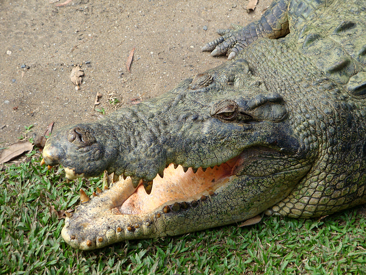 zwierzęta, Krokodyl, stopy, ząb, MAW, niebezpieczne, ryzyko